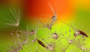 Vibrant macro image of dandelion seeds adorned with dewdrops against a colorful background.