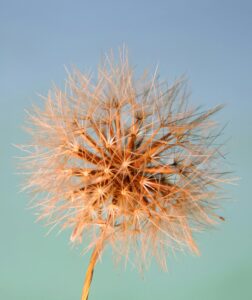 Detailed macro photo of a dandelion seed head with a clear sky background.
