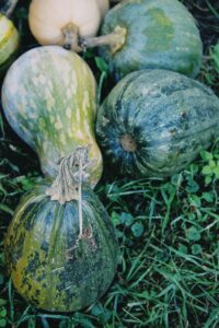 A collection of organic squashes in an autumn garden setting.