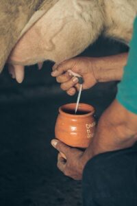 A farmer milking a cow by hand, collecting milk into a traditional clay pot.